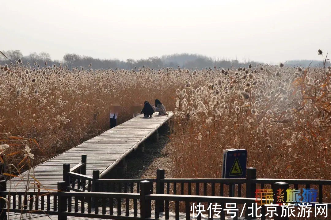 冬景|迎颜值巅峰！京城宝藏冬景实拍，昔日“两岸芦花一钓船”胜景再现~