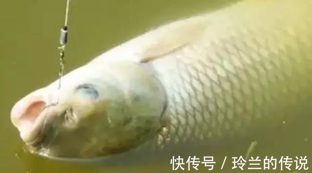 钓鱼正口的预判