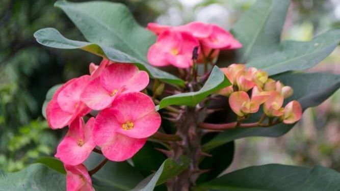 花卉|卧室不能养3种花，危害巨大隐患多，没地方摆也不要摆卧室