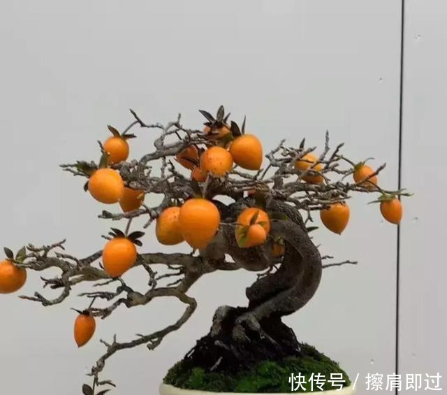 果实|什么算的上是好盆景学会看芯，芯是盆景的重点！