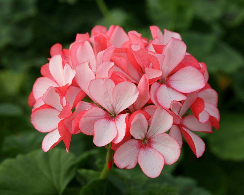 “两种花”切根枝条就能活，泡在水里，10天长“白根”，花期长