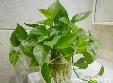 轻松|教你在家水培绿萝,多注意2点细节,枝叶轻松爆满盆,忒美