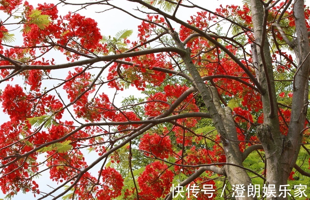 一季缘|此花是代表了离别和思念的花，是夏日的分别，也是夏日的悲伤