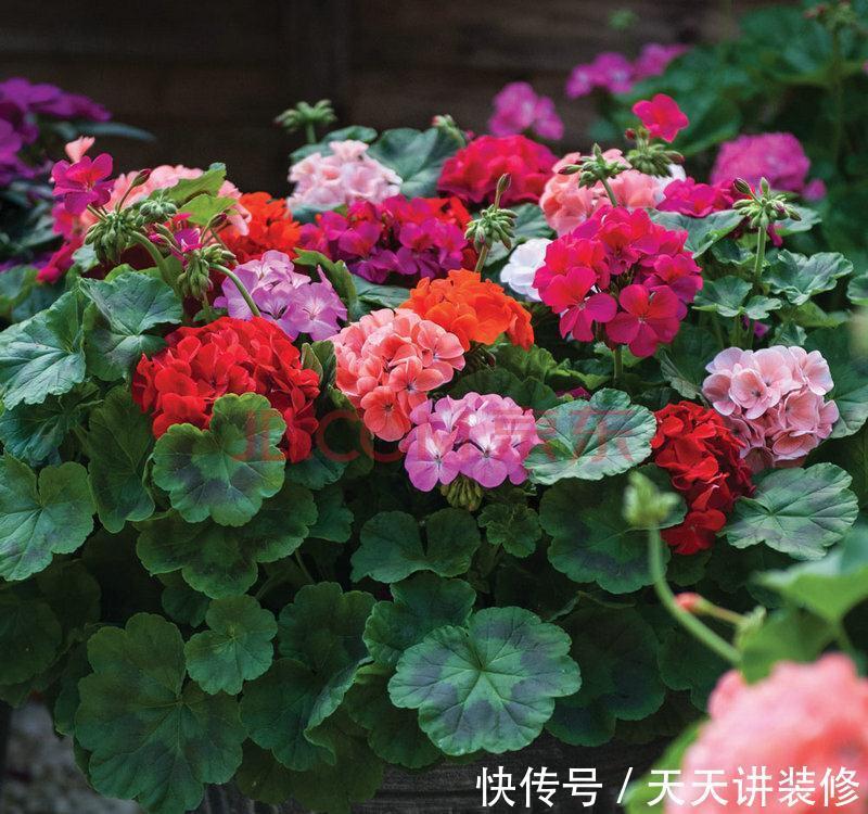 生长|养花,只要养护适当,盆栽生长速度都将达到最佳状态