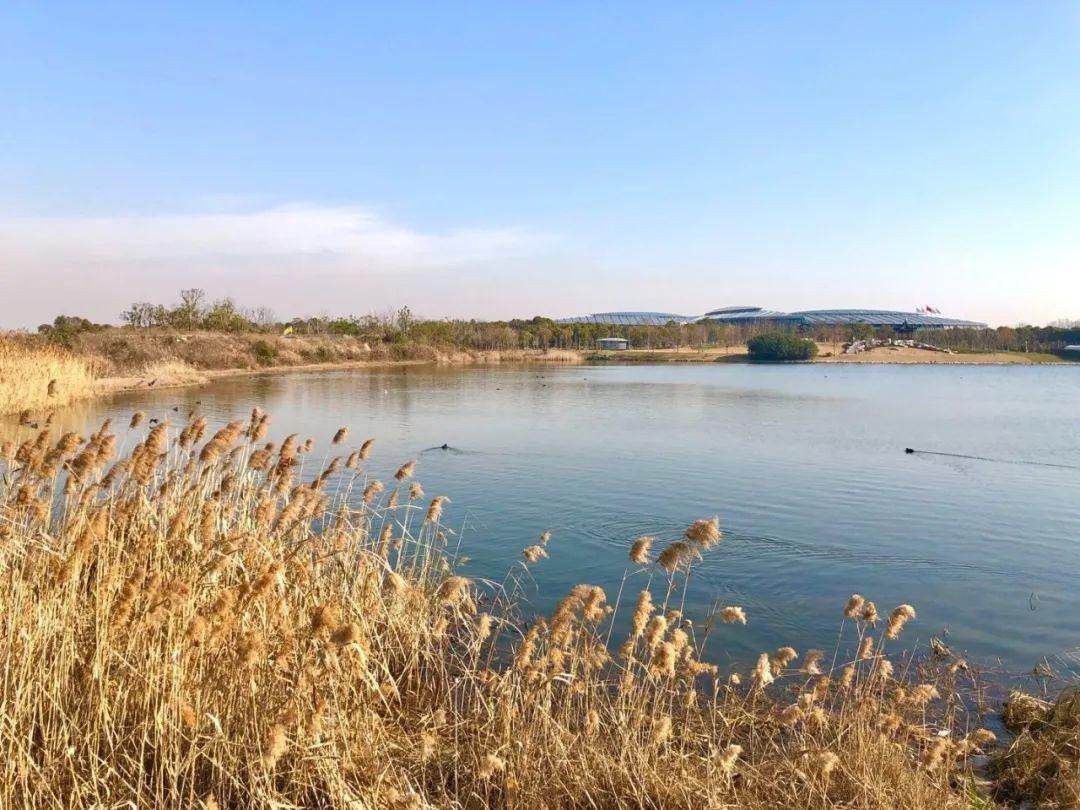 滴水湖“解冻”，鸭鸭化身“导游”带你游玩滴水湖