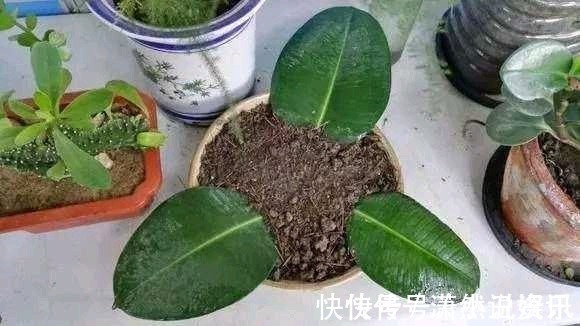 虎皮兰|春天,这八种花剪个枝插土里就活,养养就开花,错过就要等明年了
