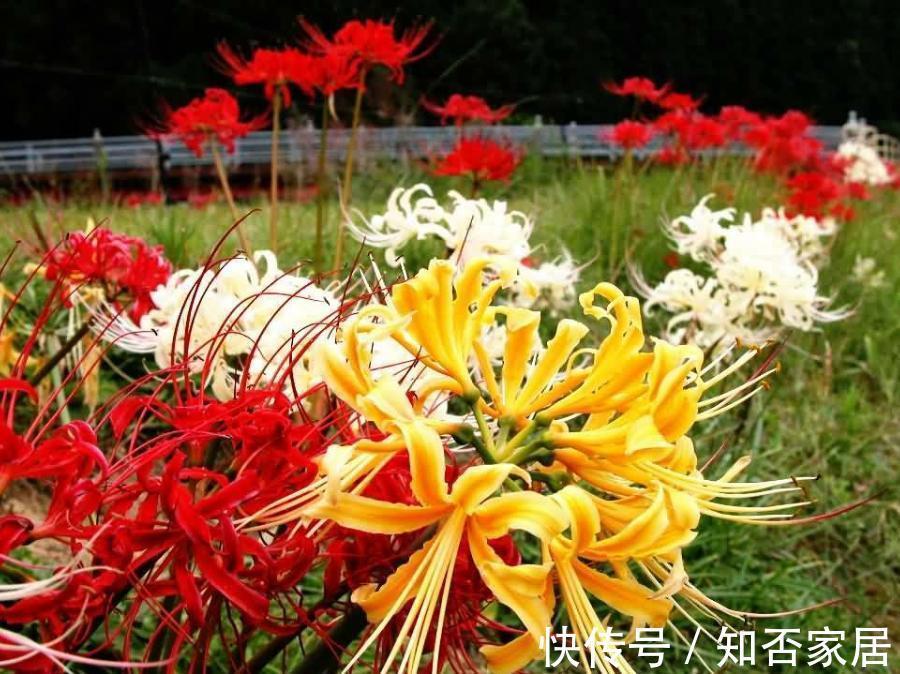彼岸花|养花试试这几款，开花能力很强，是你愿意种，它就愿意开的类型