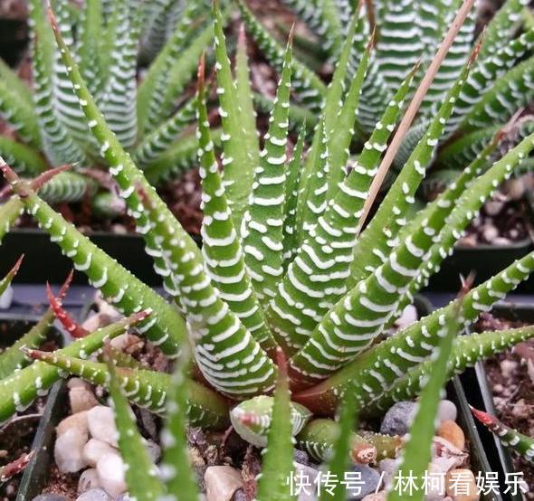 多肉植物|家里盆栽4种懒人植物,不积水、不缺水,就不用再看''脸色''