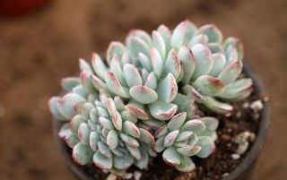 黄叶|养花老板不愿分享的秘密简单几招,不黄叶,花开满盆