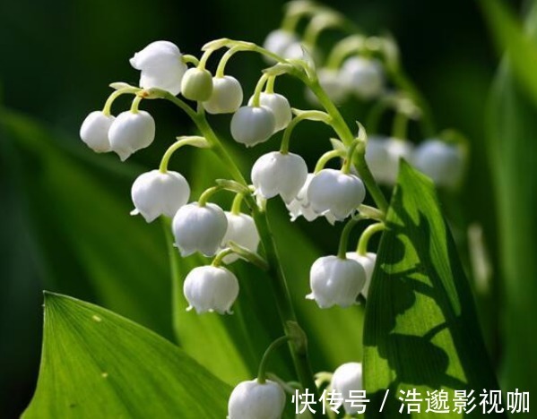 风铃|铃兰开花少牢记3个“小妙招”,花多爆盆,枝头开满“小风铃”