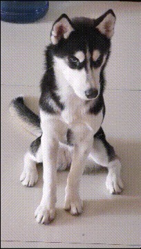 |搞笑GIF:二哈:看什么看,没见过少女心的狗子吗