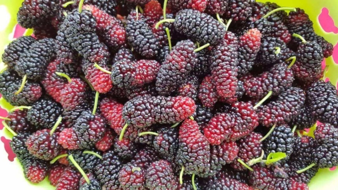 养生|4种紫色食物要多吃,营养养生还防癌,提高自身免疫力