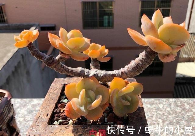 多肉中的巨无霸白凤，也能被控养成精致的老桩，颜色金黄株型漂亮