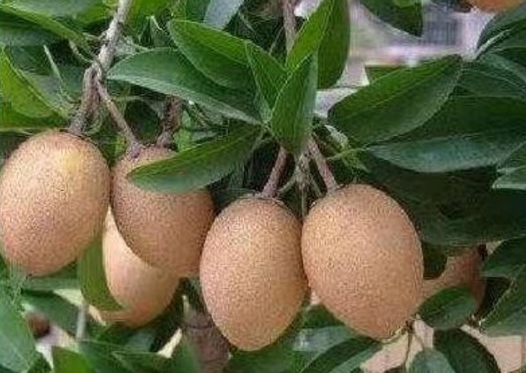 收获|人心果健胃消食、清肺润肺,掌握四个小技巧,轻松收获高产人心果