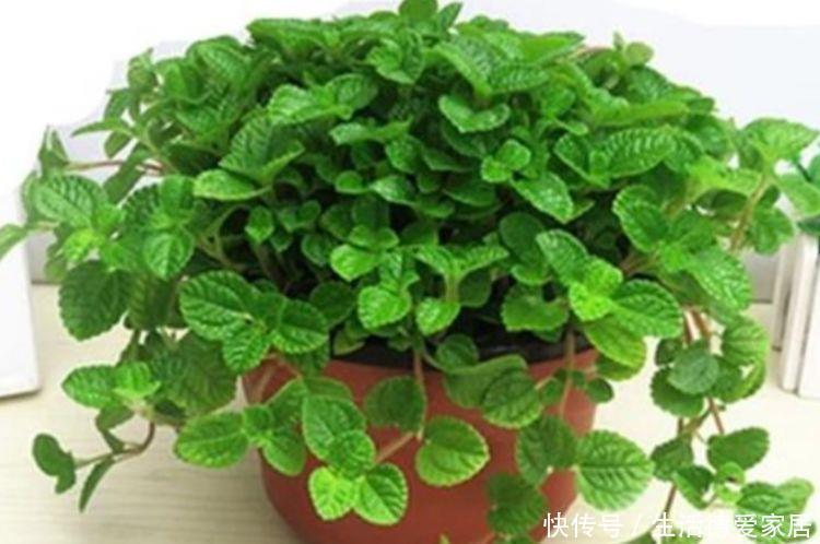 吸毒草吸毒草|3种花很耐养,沾土就能活,浇水就疯长,夏季也能疯长不停