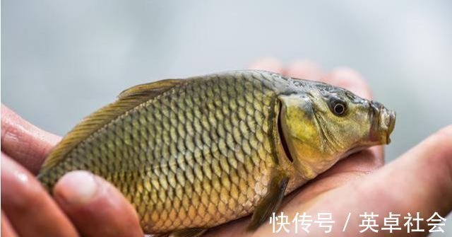 技巧|钓鱼高手不会告诉你的诱饵与技巧,小鱼不闹窝,大鱼全上钩!