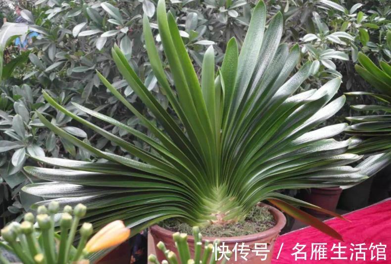 成本|家庭养花，该从哪些途径下手“压缩成本”？