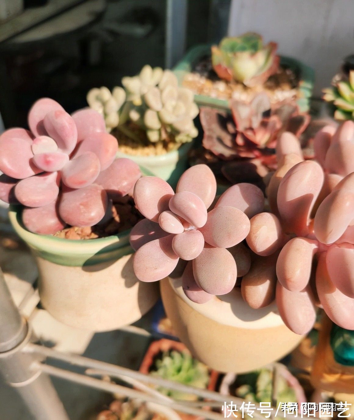 以“商人视角”养多肉，保你不吃亏，每年都能养新品种，永不厌烦