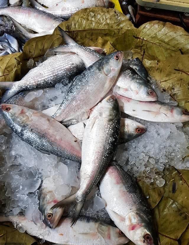 西厂|除了东厂和西厂,明朝还有一个不为人知的鲥鱼厂