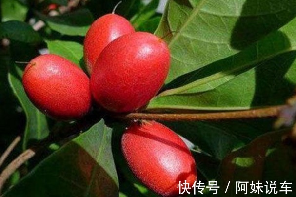 徒长枝|神秘果美颜瘦身、排毒通便,掌握高产要点,收获吃不完的神秘果