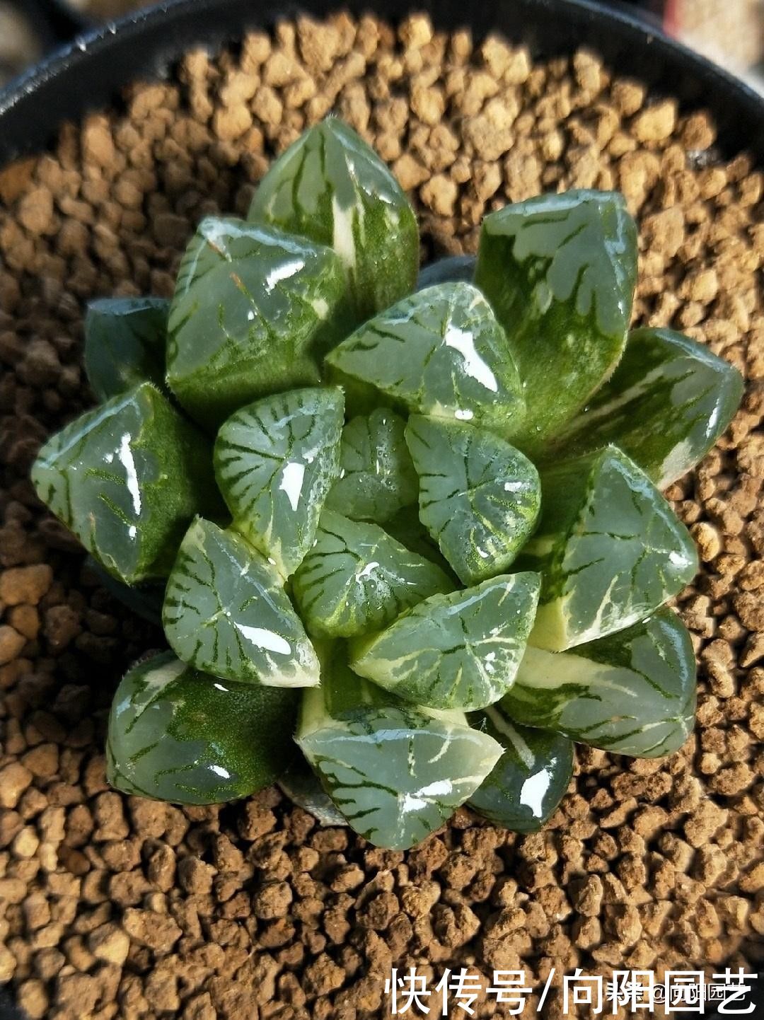 水性|全颗粒养多肉！可行吗？当然可行，透水性好，多肉不烂根