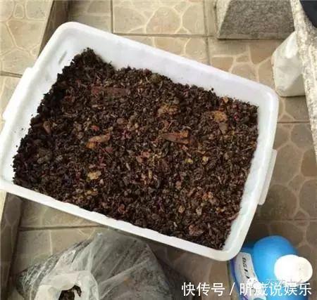 4种垃圾不会分类别担心，埋在花盆底，叶子绿得直滴油！