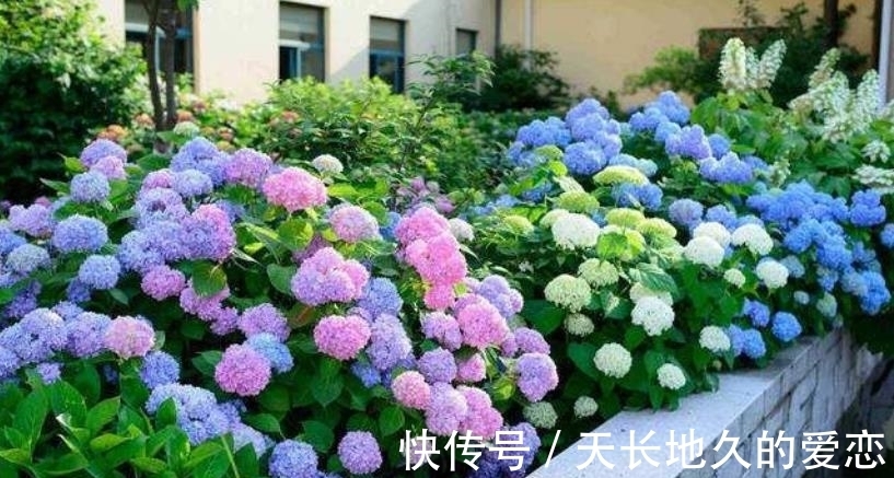 绣球|都说绣球花好看不好养,其实做好3点,养好并不难