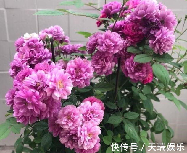 花量|李小姐养1盆“开花机器”,一年开花300多天,好养又漂亮,还特香