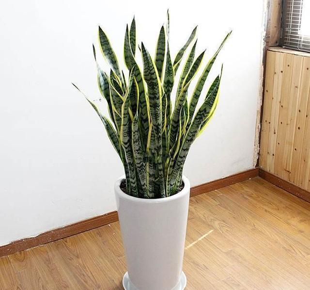 养了两三年虎皮兰不长芽,找到爆盆机关,立马不一样