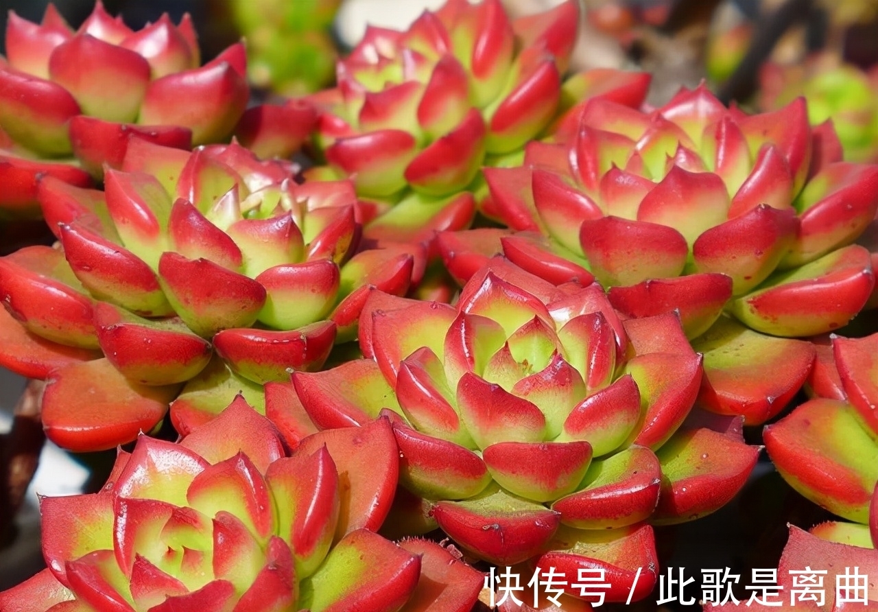 冬季不休眠的多肉如何正确浇水,才能保持良好状态,说说我的看法