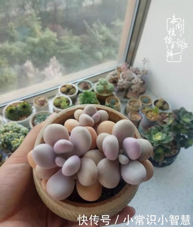 艳日辉|我是多肉飘窗党，我来晚了！我是多肉飘窗党，我来晚了！