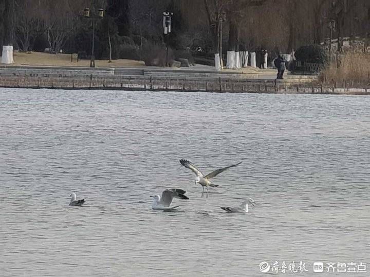 大明湖|天高云淡，济南大明湖美给您看