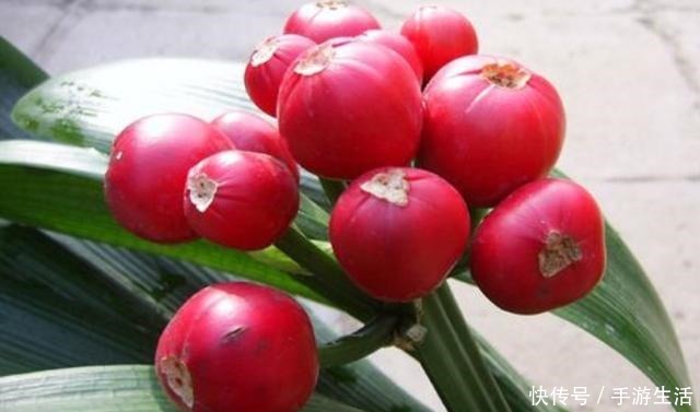 君子兰不用买,4个步骤培育出大量小苗,方法很简单!