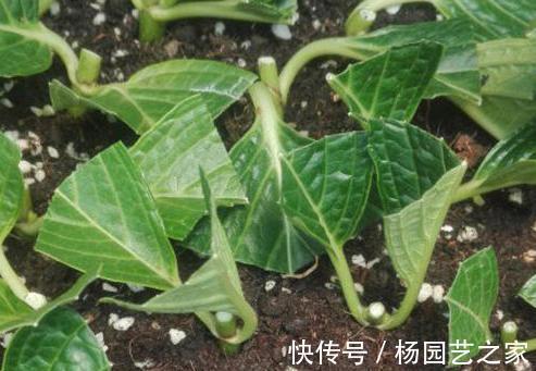花卉|7月份以后，以下漂亮的花卉，扦插正当时，不仅环境合适生根还快
