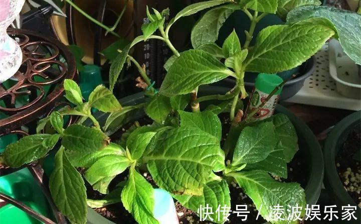 养花|新手养花不用愁，给你支3招，烂根也能救过来！