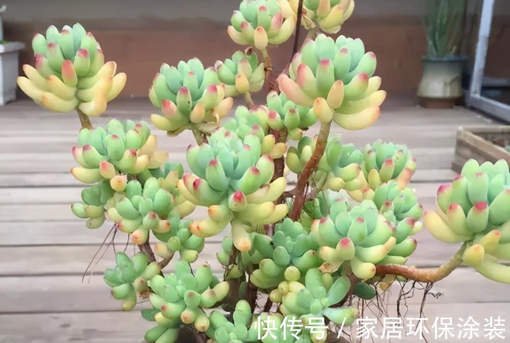 花友|老花匠养的多肉乙女心，长成果冻小老桩，只是做好了这5点