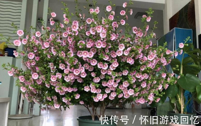 冬季养小木槿,想平稳过渡就该注意这4点,保来年开花更多