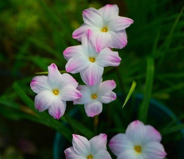 小球|一种可爱美丽的花卉盆栽,很好种,三天就能开花,耐热耐寒,深受喜爱