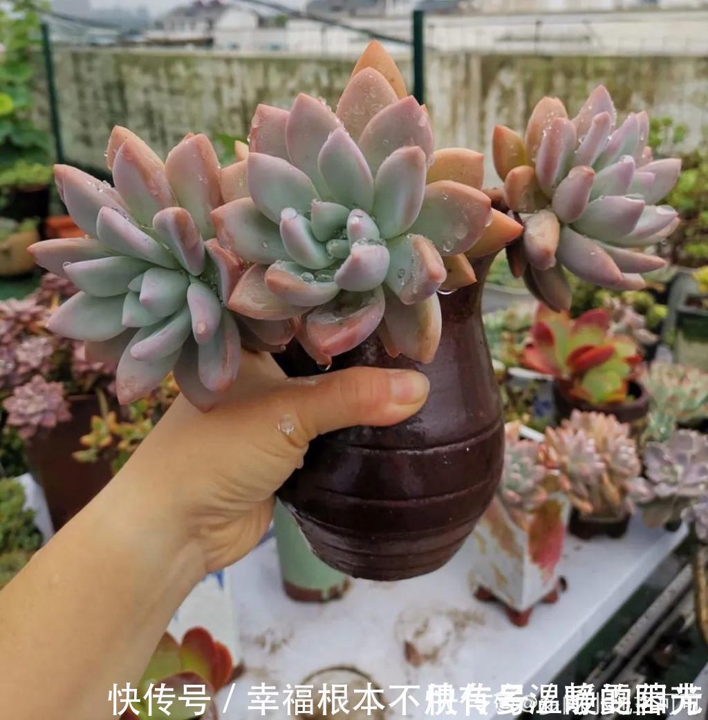 多肉|田里种多肉，在地里自然生长，棵棵肥成大白菜