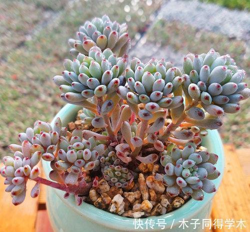 4种多肉植物，耐寒又好养，下雪天照样美美哒，不养真亏！