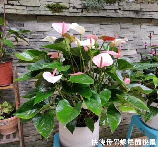 冬天养花，浇水有“4不”原则，防冻不烂根，冬天也能长势旺