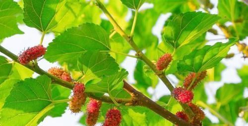 糖尿病的5种天然植物“克星”,每天吃一吃,血糖一降再降