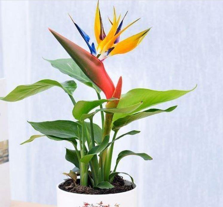 家养4种旺运花，吉祥又喜庆，开满整个花盆，快养起来吧！