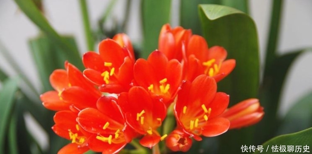 伏天养君子兰,一动不如一静,做好“3点”花期顺利开花!