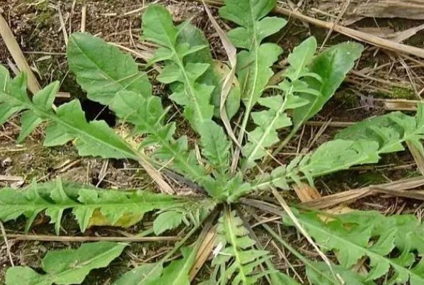 钙片|不花钱也能补钙!农村人的天然钙片,不仅补钙,还有许多好处