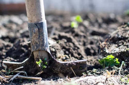 施肥|养花土里混入“它们”，可保半年内日常无需施肥