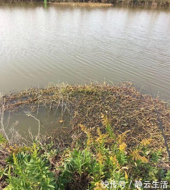 夏季黑鱼多且好钓,手竿以及传统钓攻略分享,看到就跑不掉