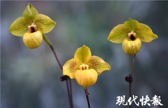 树兰、巨兰、兜兰……你见过这些神奇的兰花吗？