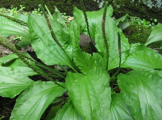 车前草泡水连喝一个月，身体收获喜人改变，早知早受益