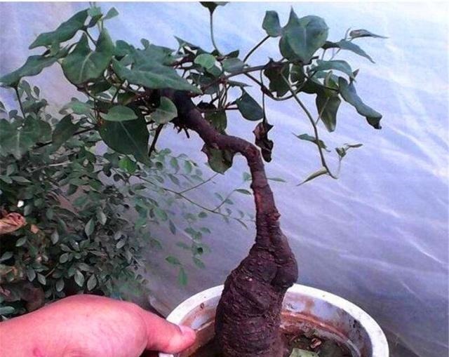 盆景|4种“名贵中药”做盆景,一养就是30年,土豪出价“5万”都不卖!